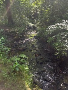 peaceful woodland nature stream representing grief and healing