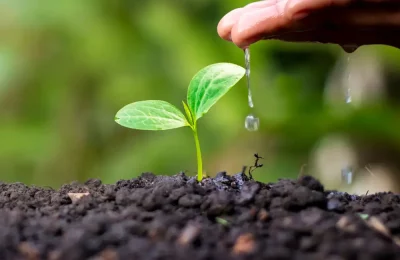 A person watering a small plant, symbolizing personal growth and nurturing care, central themes of Lynn Guthrie’s counselling and therapies.